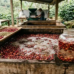 Ферментація кавових зерен: як вона змінює аромат і смак