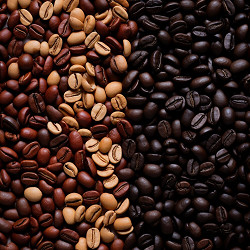 Види кавових зерен: арабіка, робуста та інші сорти