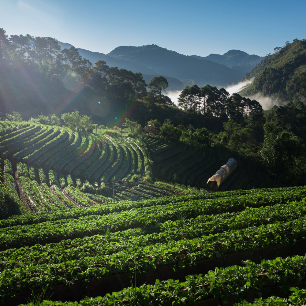 Подорож зернини: від плантації до вашої чашки — як народжується смак